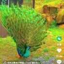 杜师傅